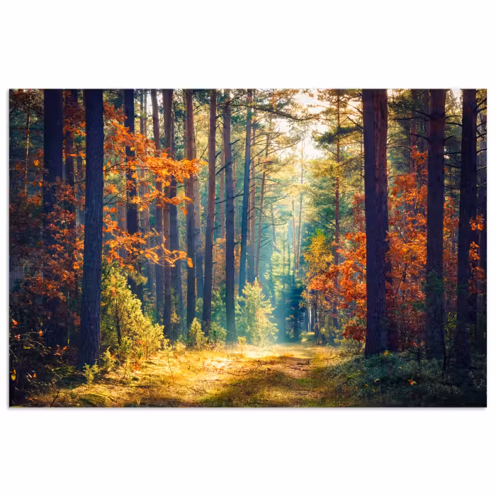 Poster - Wald - Sonne - Natur - Herbst