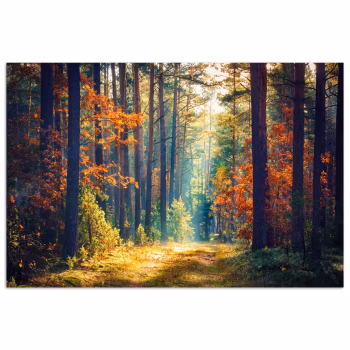 Poster - Wald – Sonne – Natur – Herbst