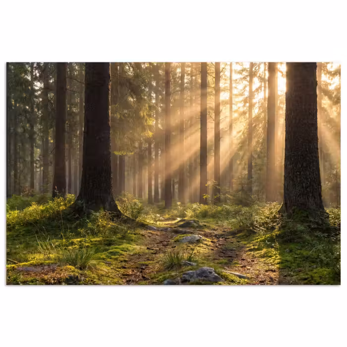 Poster - Wald - Sonnenlicht - Gras