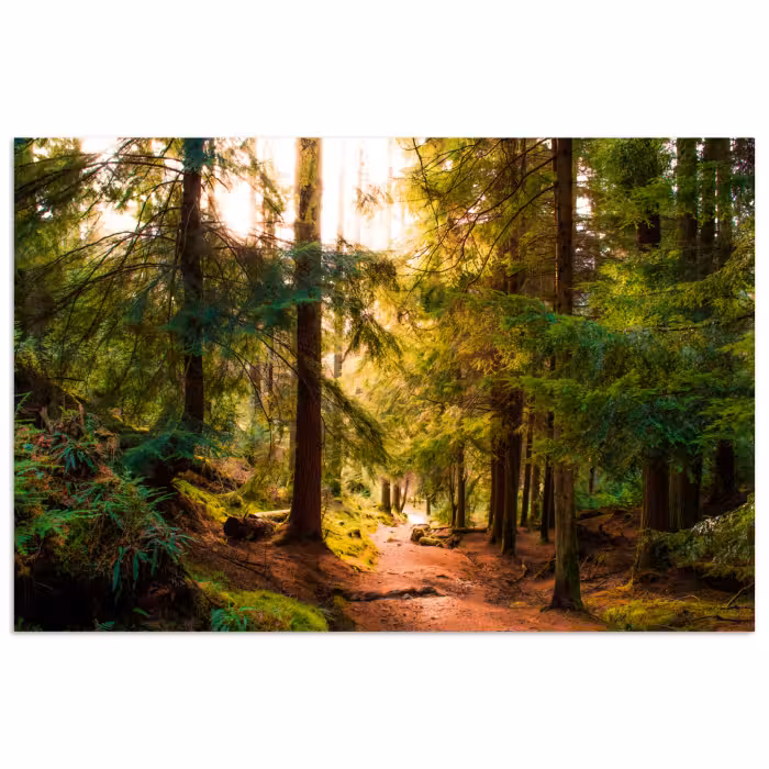 Poster - Wald - Weg - Bäume - Grün - Sonne - Natur