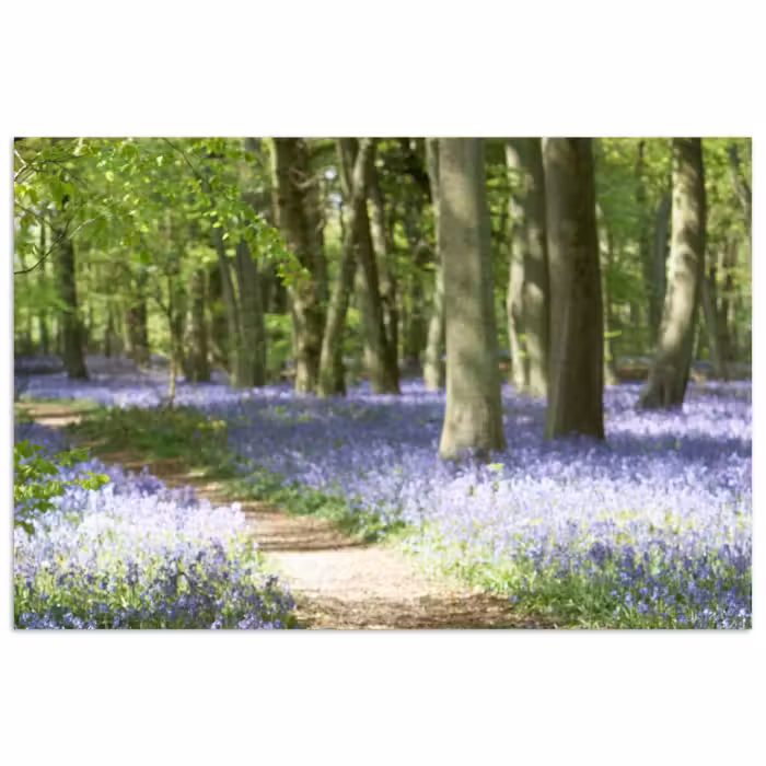 Poster - Wald - Weg - Blumen - Lila - Grün - Natur