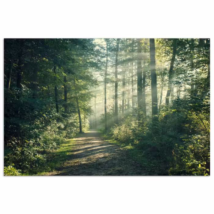 Poster - Wald - Weg - Sonne - Bäume - Grün - Natur
