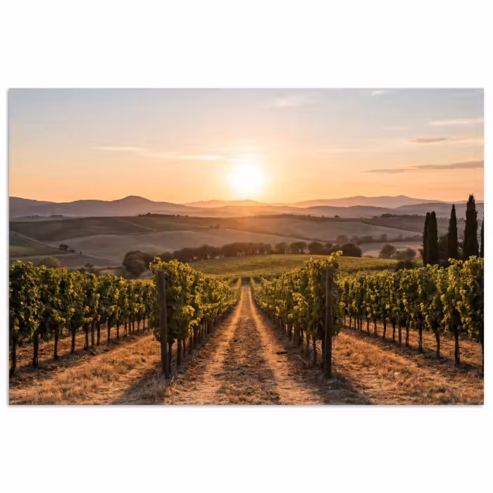 Poster - Weinberg - Sonnenuntergang - Landschaft