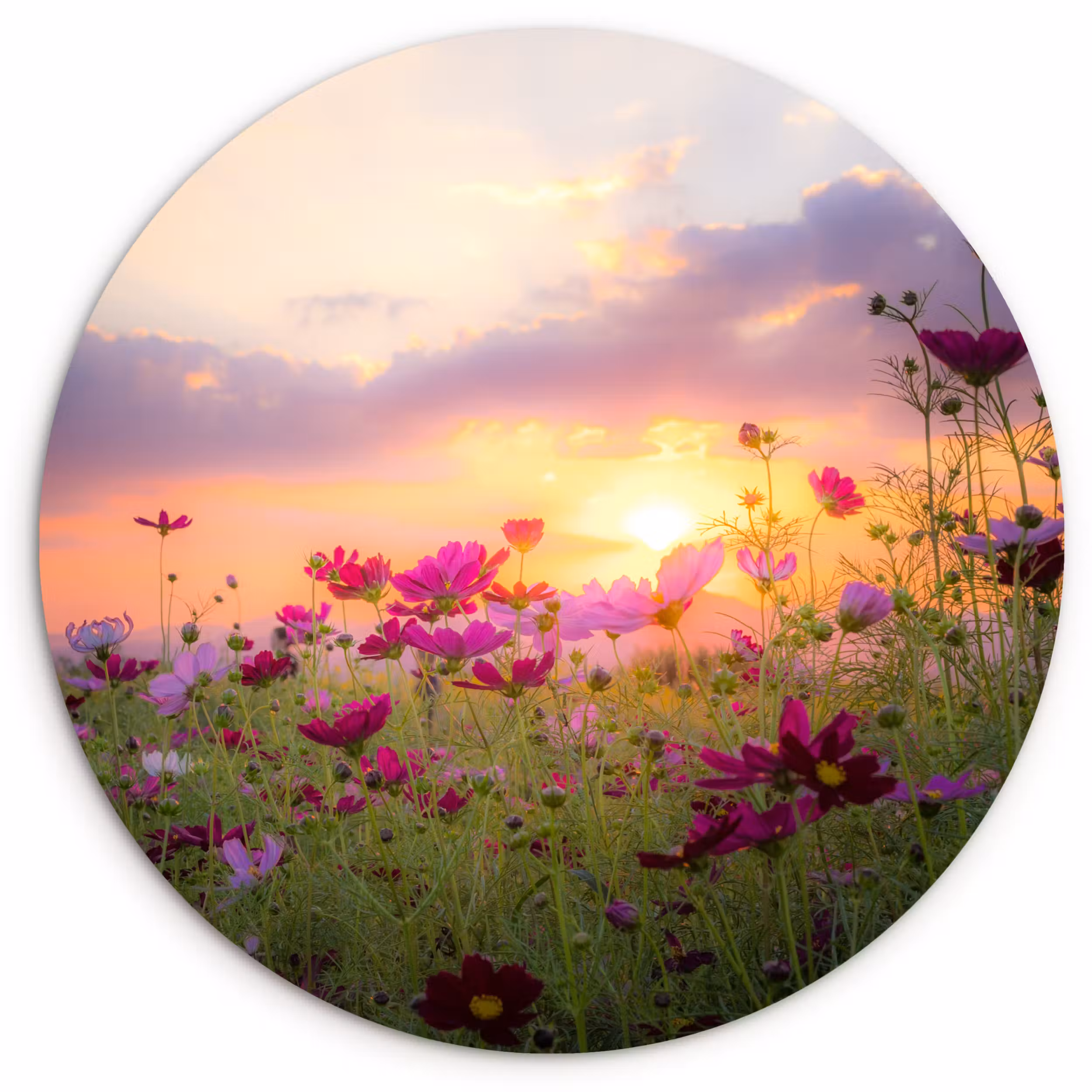 Forexbild Rund - Blumen - Rosa - Sonnenuntergang - Natur - Wiese - Horizont