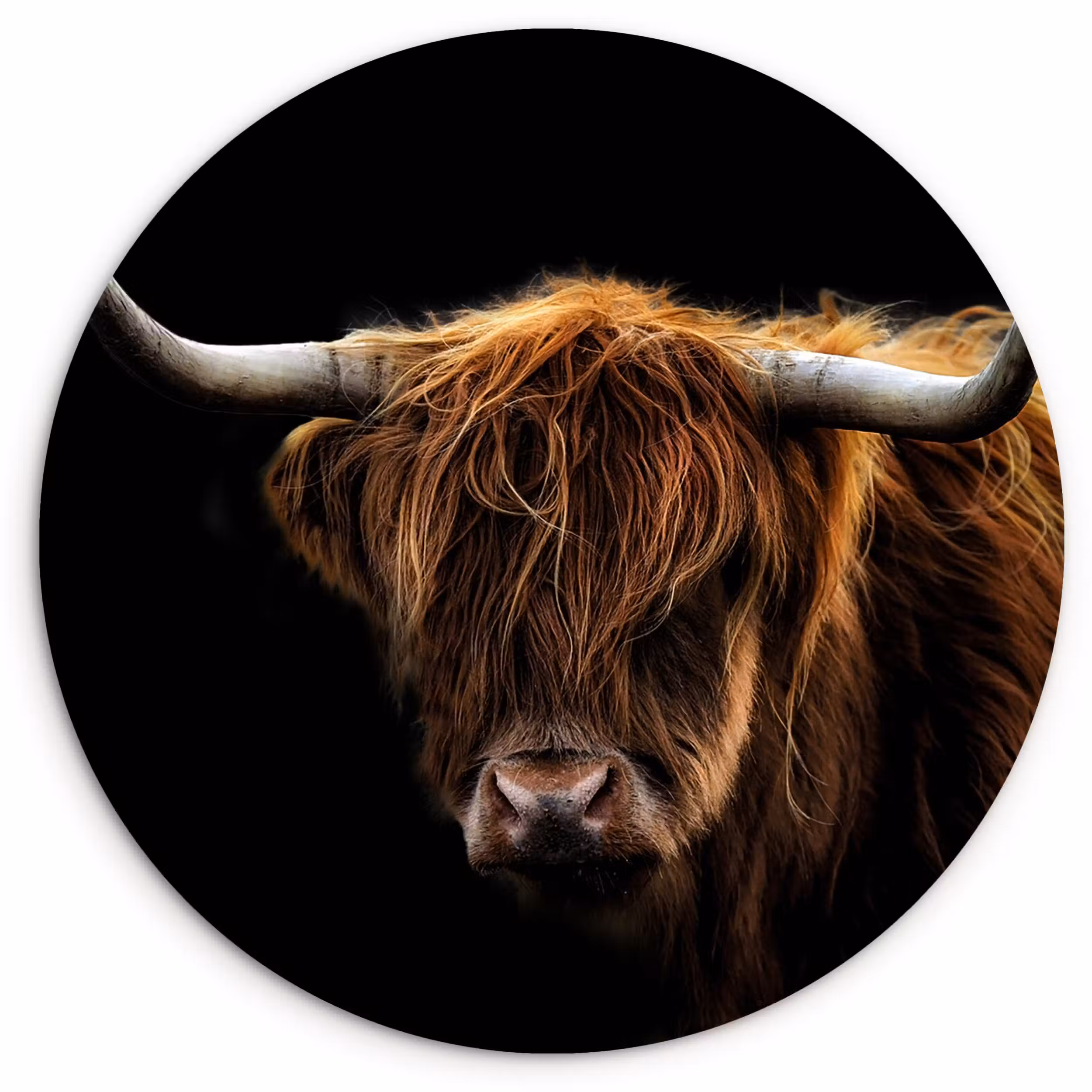 Forexbild Rund - Schottischer Highlander - Hörner - Schwarz - Tiere - Natur - Wild - Kuh