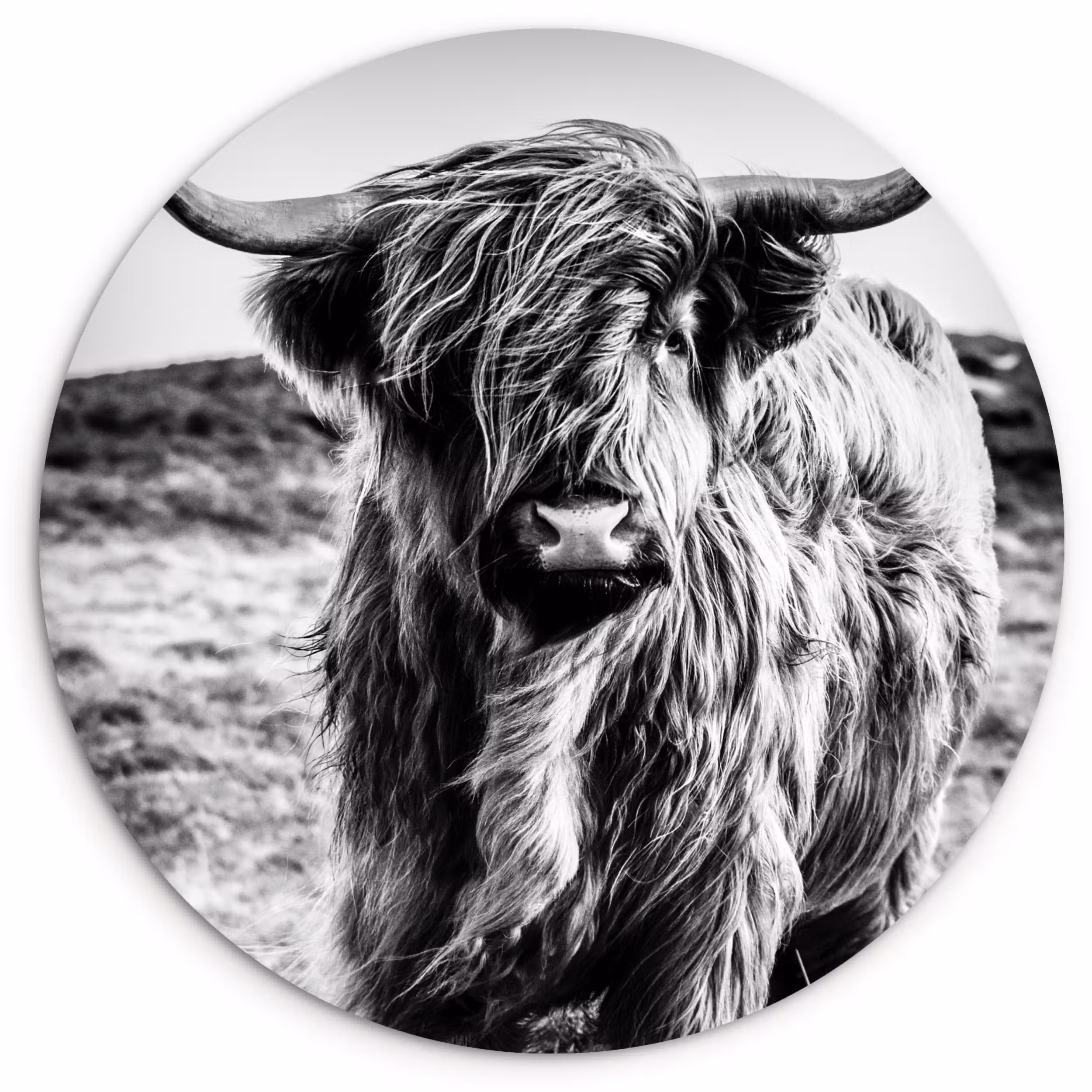 Forexbild Rund - Schottischer Highlander - Natur - Kuh - Schwarz - Weiß