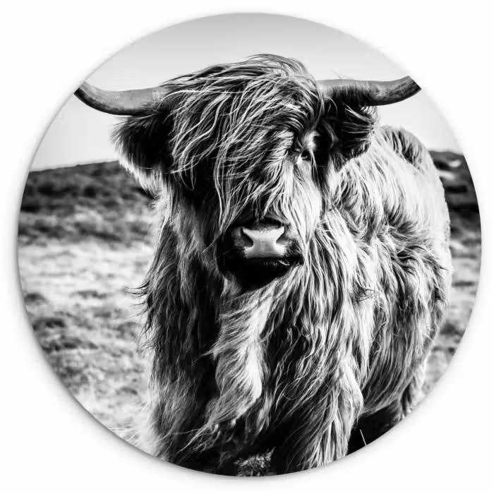 Forexbild Rund - Schottischer Highlander - Natur - Kuh - Schwarz - Weiß