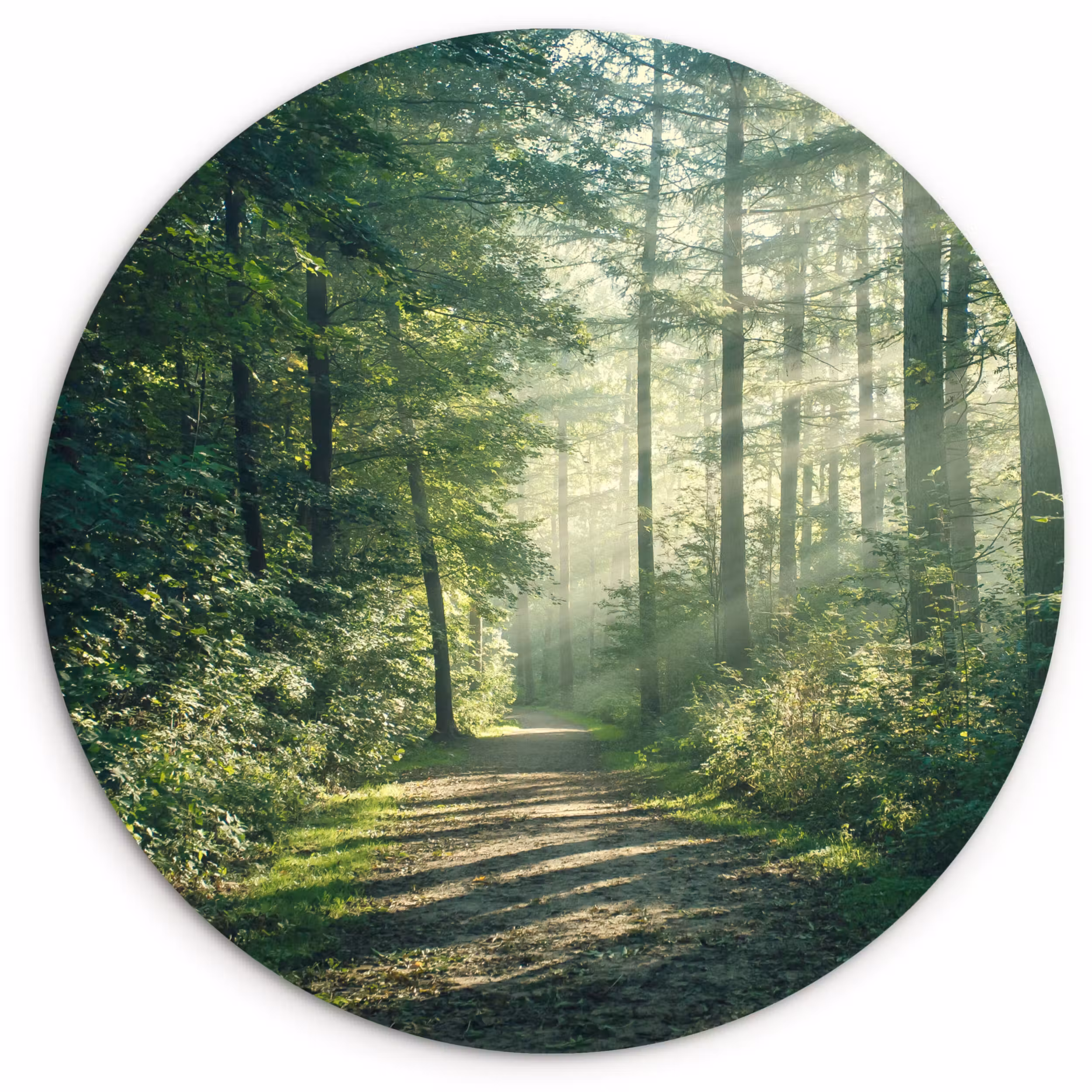 Forexbild Rund - Wald - Weg - Sonne - Bäume - Grün - Natur