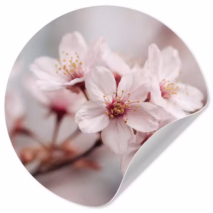Runde Tapete - Blüten - Staubgefäße - Gelb - Unscharf