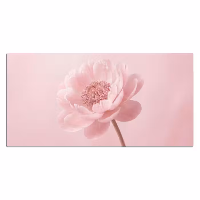 Schreibtischunterlage - Blume - Pfingstrose - Rosa