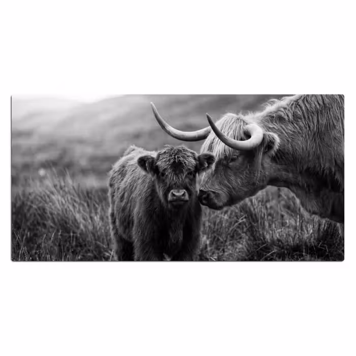 Schreibtischunterlage - Schottischer Highlander - Kalb - Schwarz - Weiß