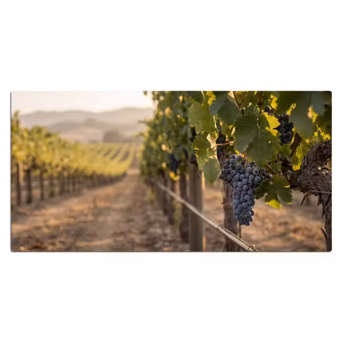 Schreibtischunterlage - Trauben - Weinberg - Sonnenlicht