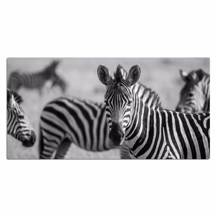 Schreibtischunterlage - Zebras - Schwarz - Weiß