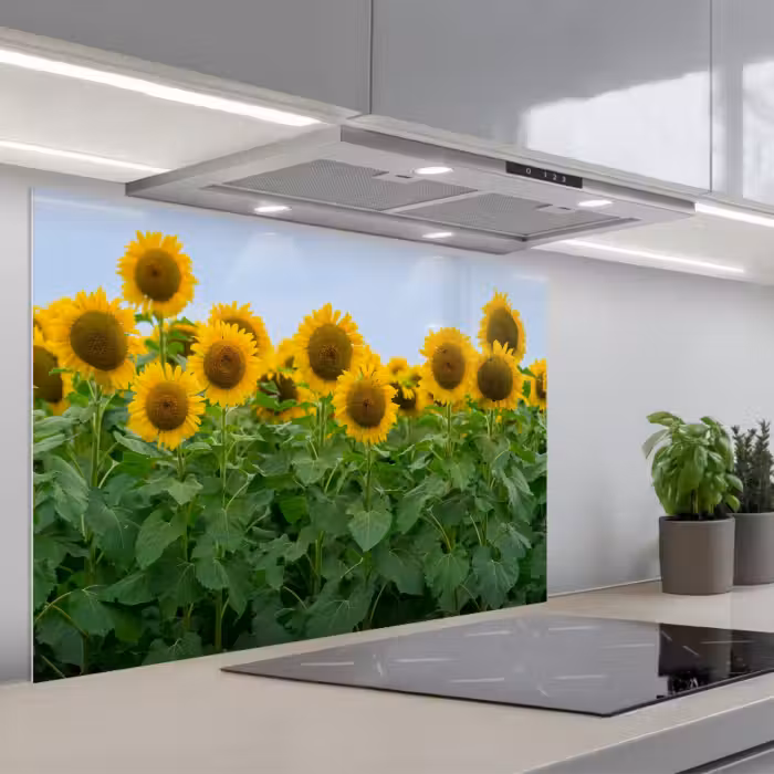 Spritzschutz Küche - Sonnenblumen - Gelb - Natur