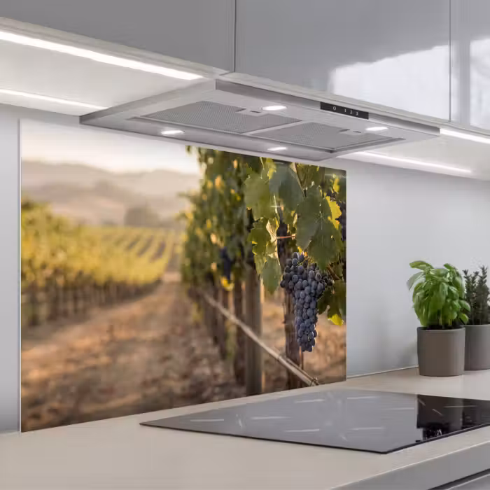 Spritzschutz Küche - Trauben - Weinberg - Sonnenlicht
