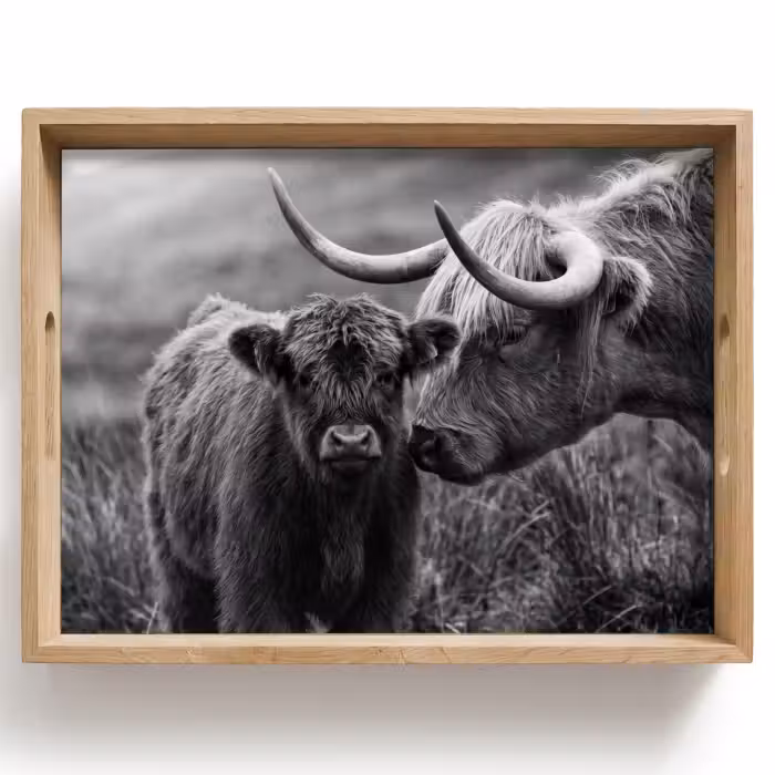 Tablett - Schottischer Highlander - Kalb - Schwarz - Weiß