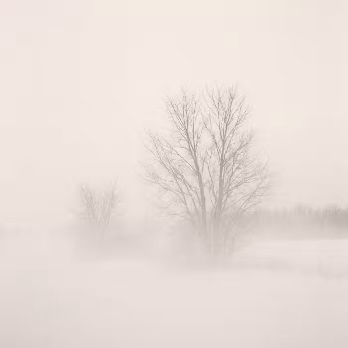 Tapete - Baum - Nebel - Schnee - Winter - Minimalistisch