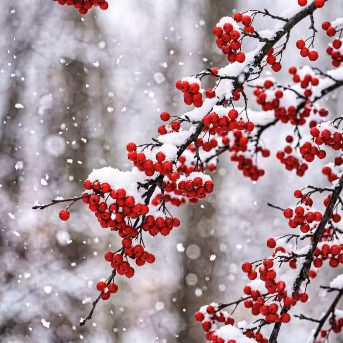 Tapete - Beeren - Äste - Schnee - Bunt