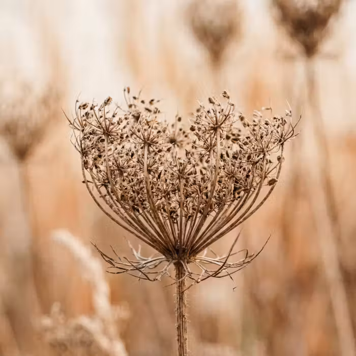 Tapete - Bildschirm Blume - Trockene Blume - Winter - Beige - Minimalistisch