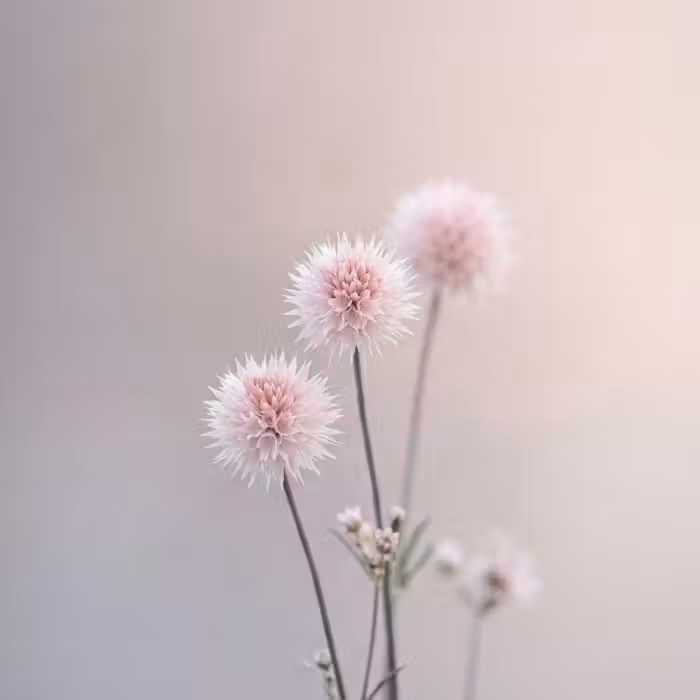 Tapete - Blumen - Zwiebeln - Rosa