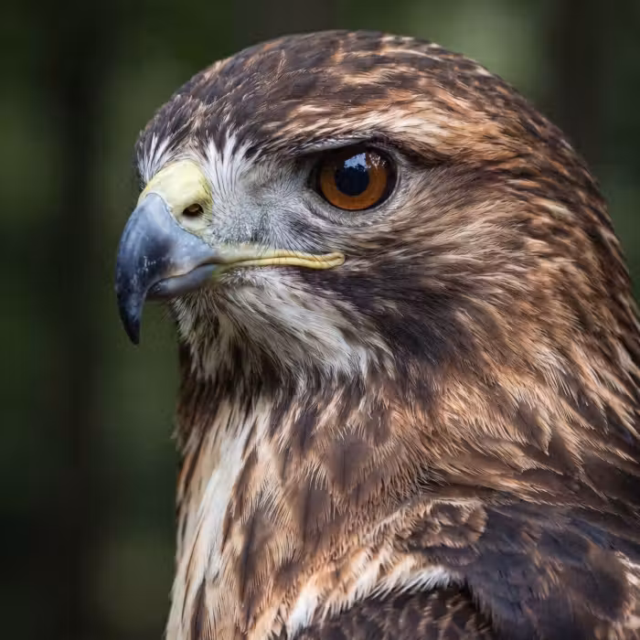 Tapete - Bussard - Raubvogel - Natur - Braun