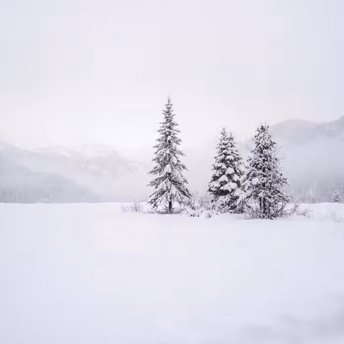 Tapete - Fichte - Schnee - Winter - Landschaft - Stille