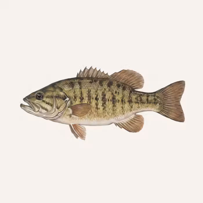 Tapete - Fisch - Natur - Jahrgang
