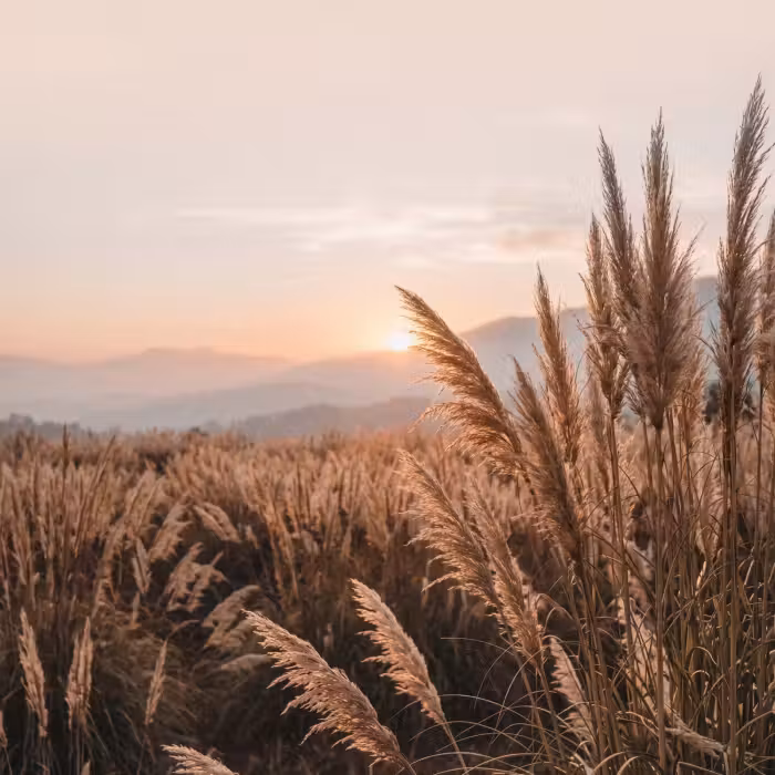 Tapete - Gras - Feld - Sonne - Natur