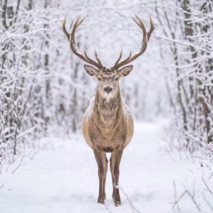 Tapete - Hirsch - Winter - Wald - Natur - Weiß