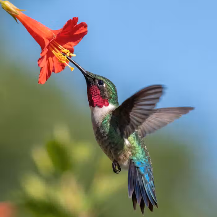 Tapete - Kolibri - Blume - Natur - Grün