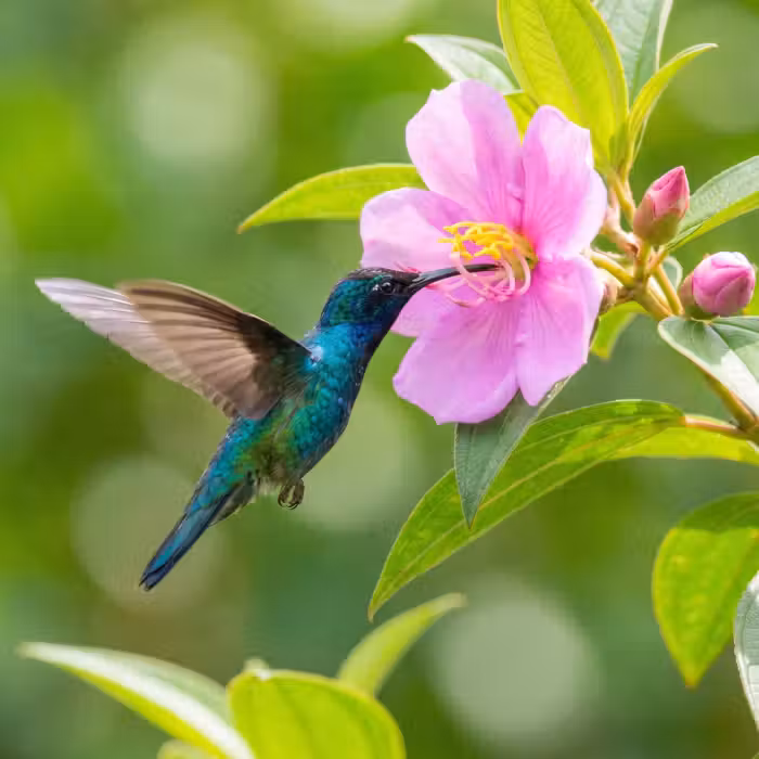 Tapete - Kolibri - Blume - Natur - Grün