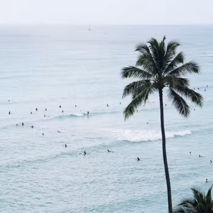 Tapete - Meer - Palmen - Surfer