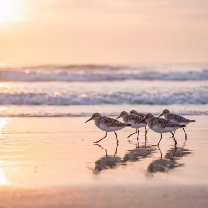 Tapete - Meer - Vögel - Strand
