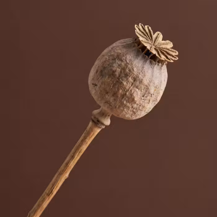 Tapete - Mohnzwiebel - Trockenblume - Braun - Minimalistisch