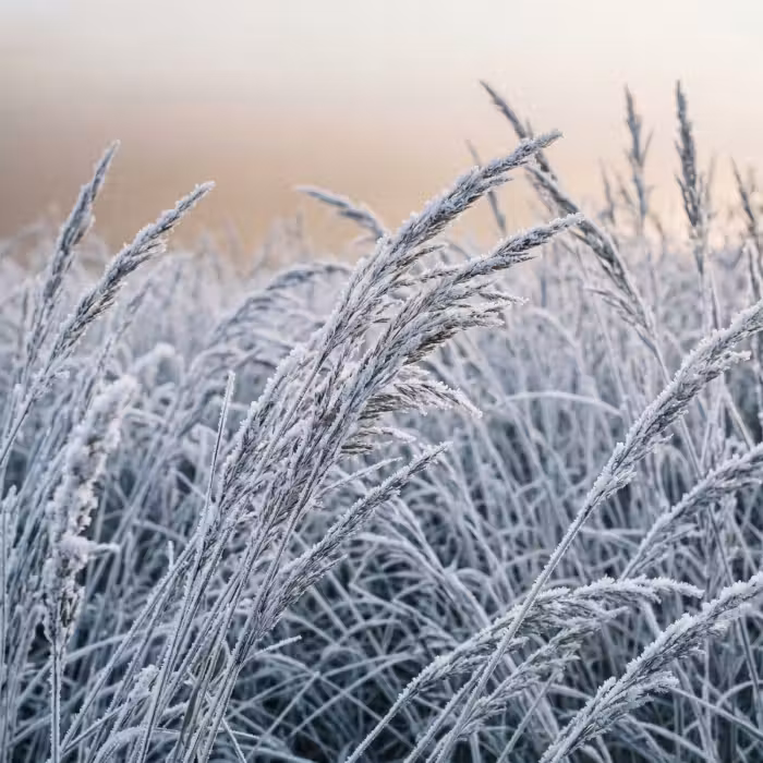 Tapete - Reif - Gras - Kristalle - Winter - Minimalistisch