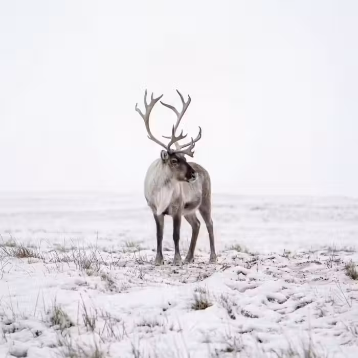 Tapete - Rentier - Geweih - Schnee - Winter