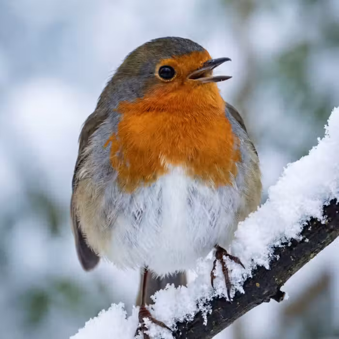 Tapete - Rotkehlchen - Zweig - Schnee - Winter - Lebendig