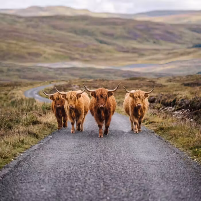 Tapete - Schottische Highlander - Straße - Landschaft - Herde