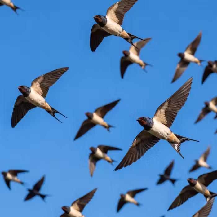 Tapete - Schwalben - Fliegen - Blau
