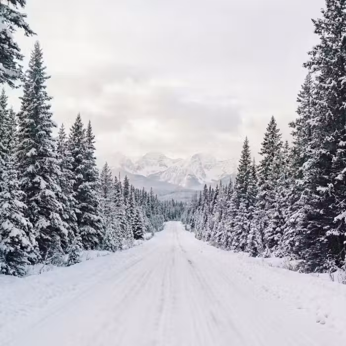 Tapete - Straße - Schnee - Nadelwald - Winter - Abenteurer