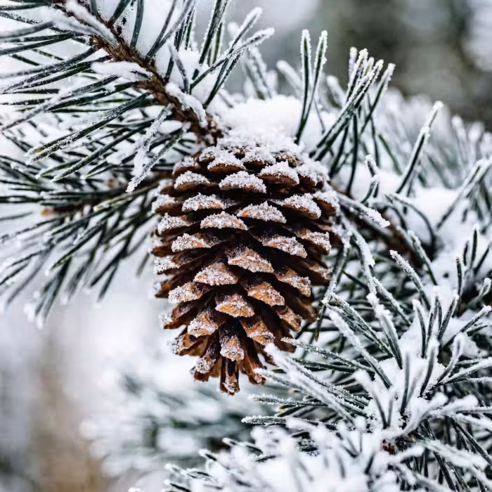 Tapete - Tannenzapfen - Zweig - Schnee - Winter - Atmosphärisch