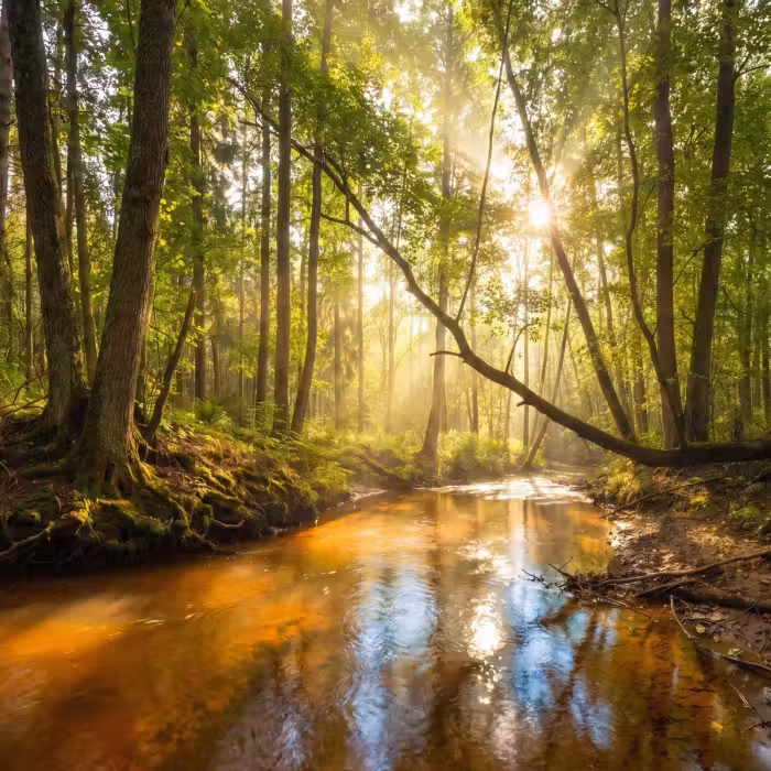 Tapete - Wald - Bach - Sonnenlicht - Natur - Grün