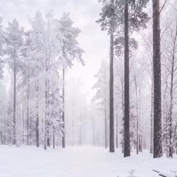 Tapete - Wald - Schnee - Weg - Winter - Stille