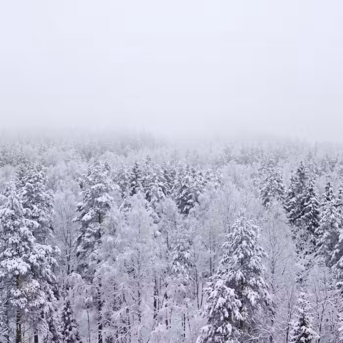 Tapete - Wald - Schnee - Winter - Natur - Weiß