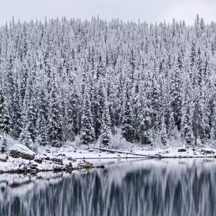 Tapete - Wald - Spiegelung - See - Winter - Gelassenheit