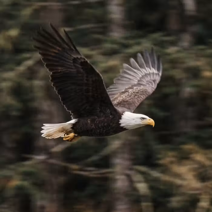 Tapete - Weißkopfseeadler - Fliegen - Wald - Natur