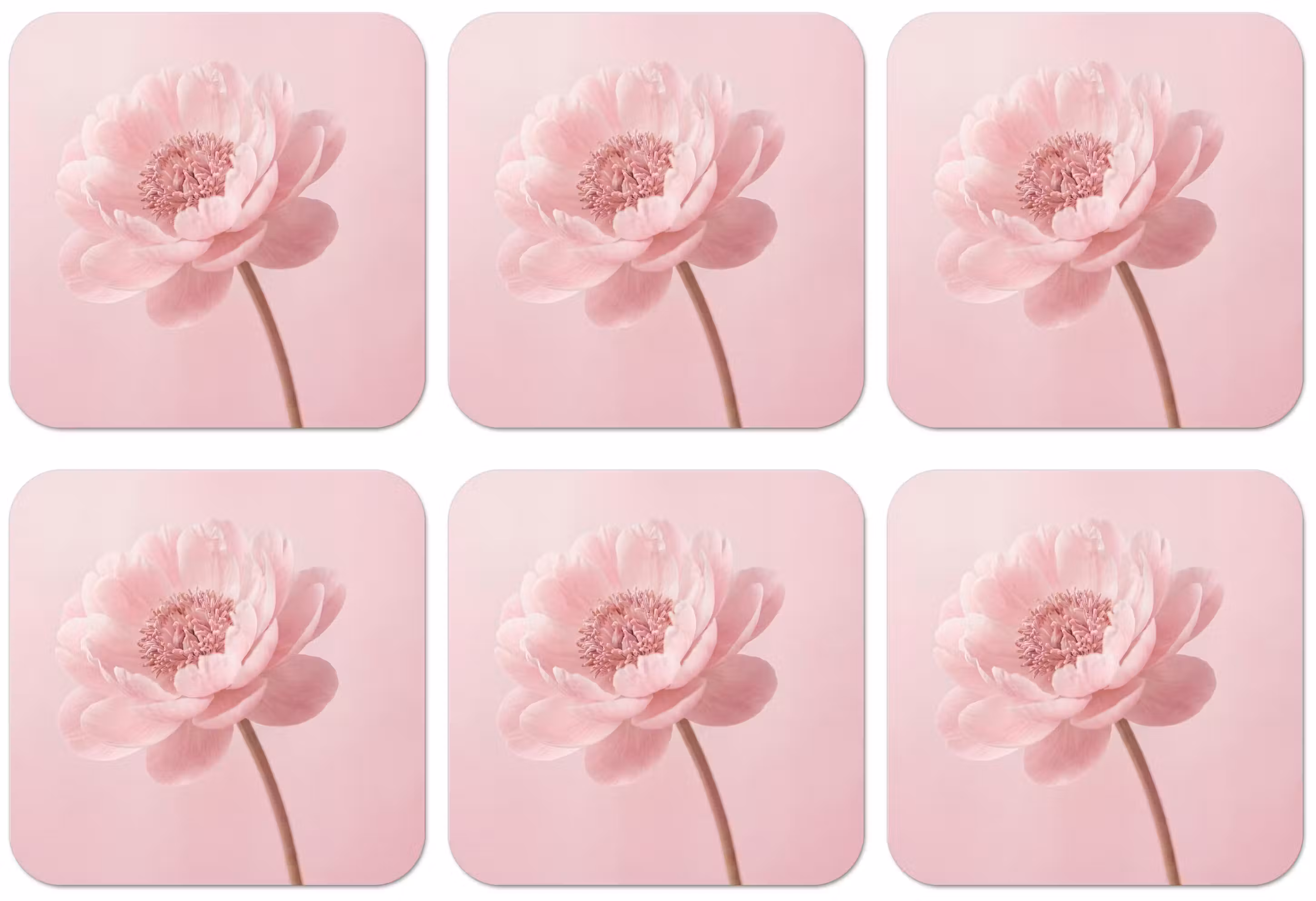 Untersetzer - Blume - Pfingstrose - Rosa