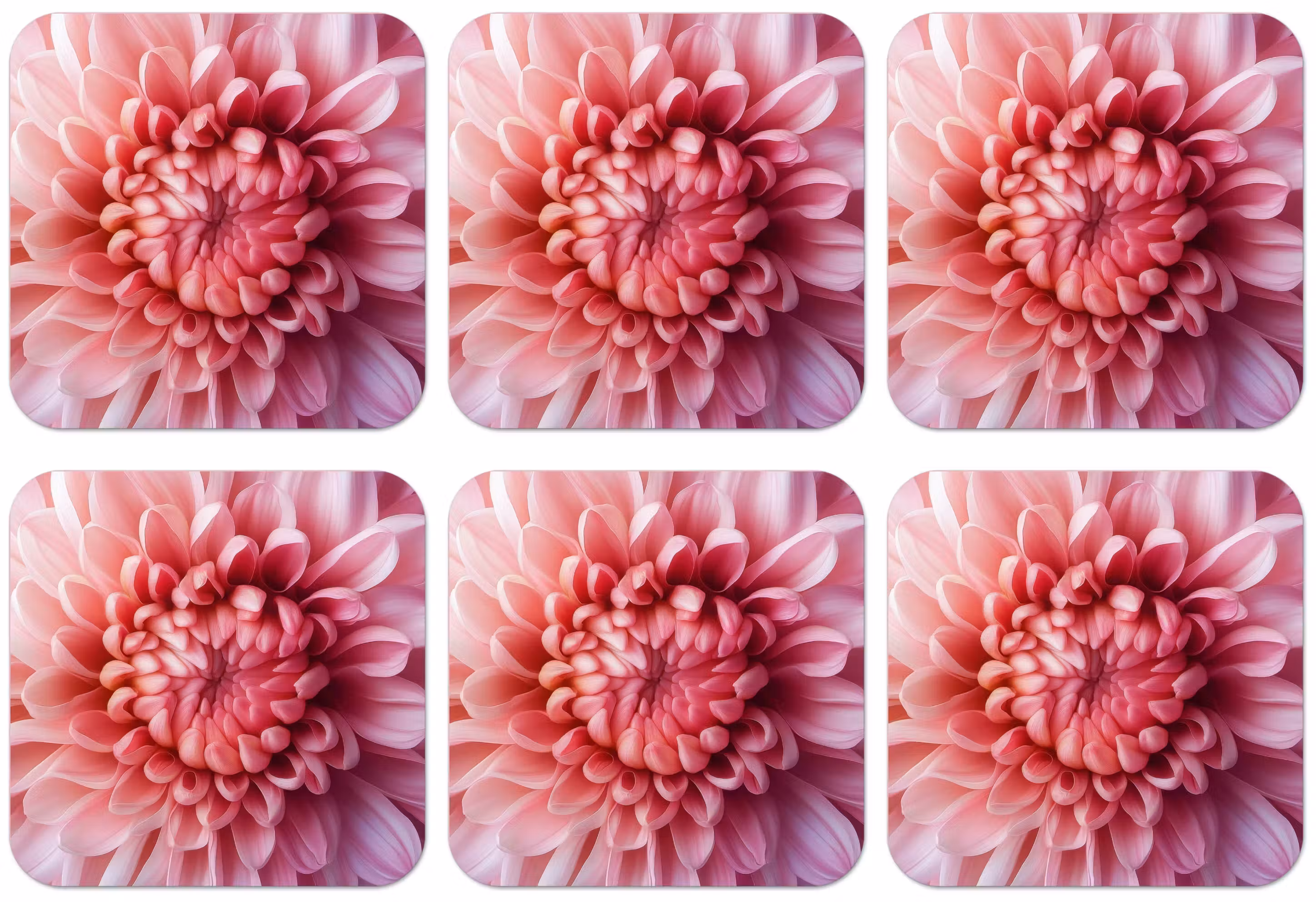 Untersetzer - Dahlie - Blume - Nahaufnahme - Rosa