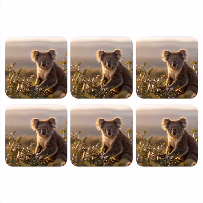 Untersetzer - Koala - Blätter - Morgenlicht