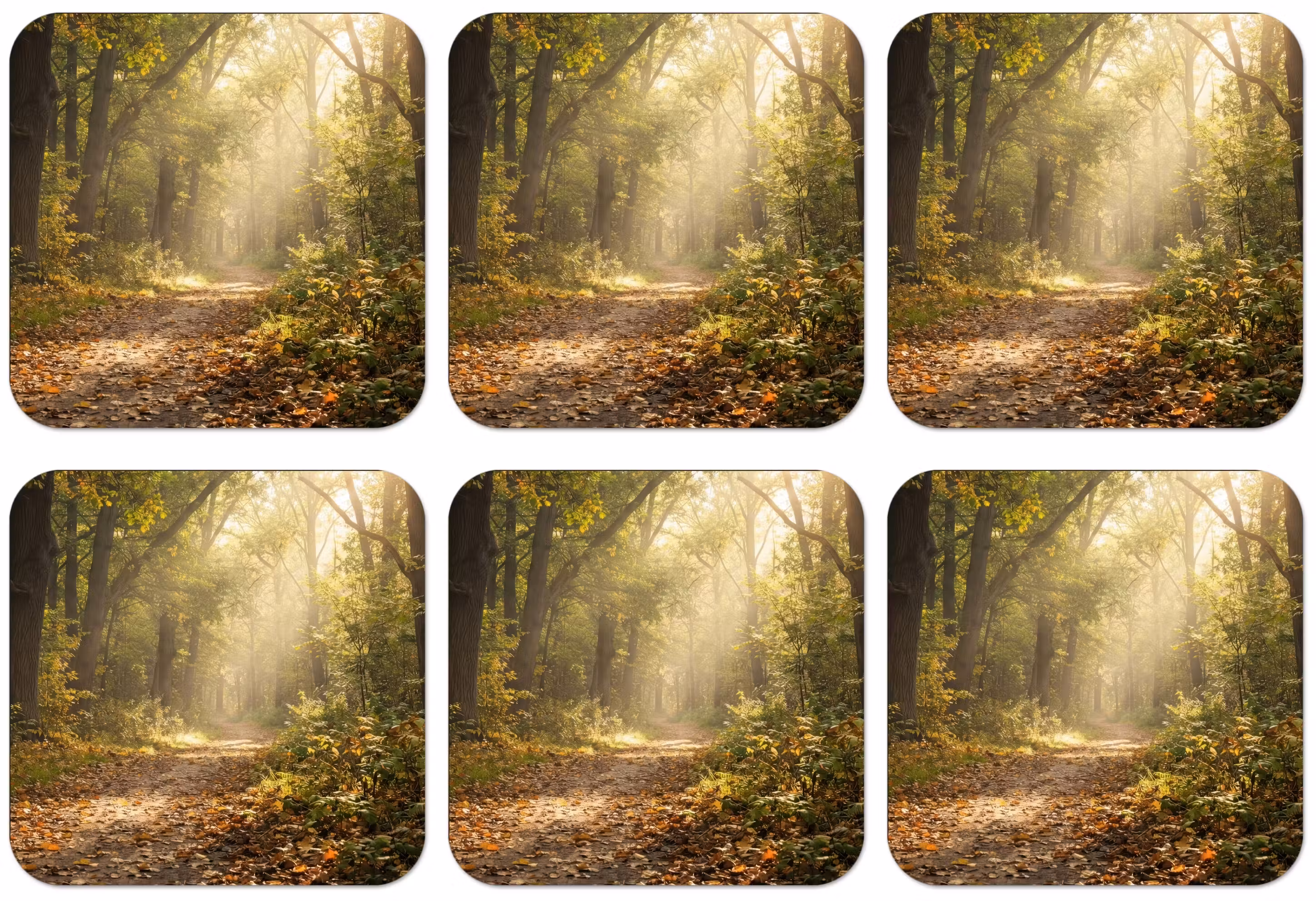 Untersetzer - Sonnenlicht - Waldweg - Bäume